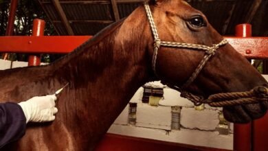 HORSE ANTIBODY