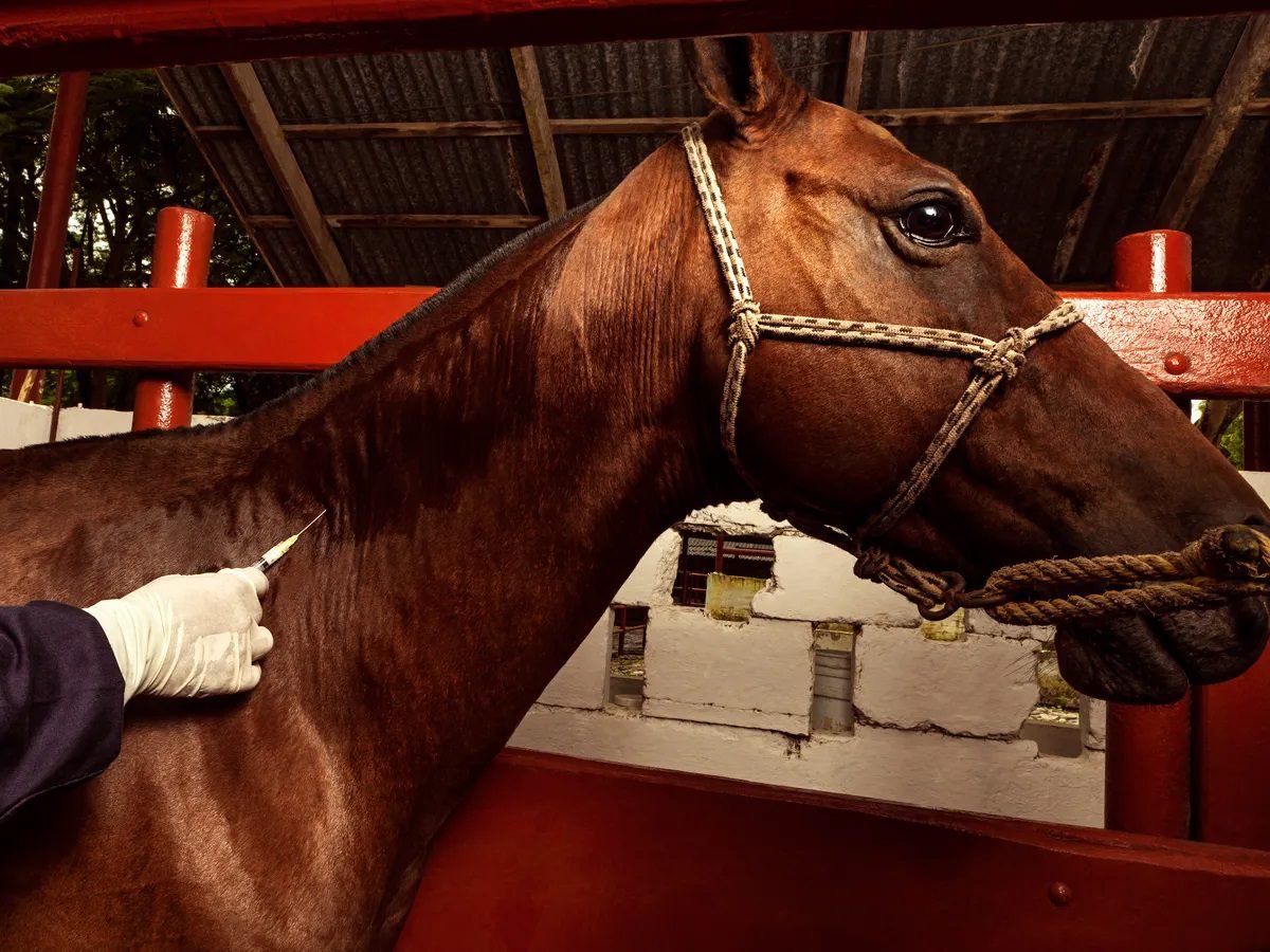 HORSE ANTIBODY