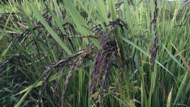 पूरा पूर्वांचल कालानमक के खुश्बू और स्वाद का मुरीद