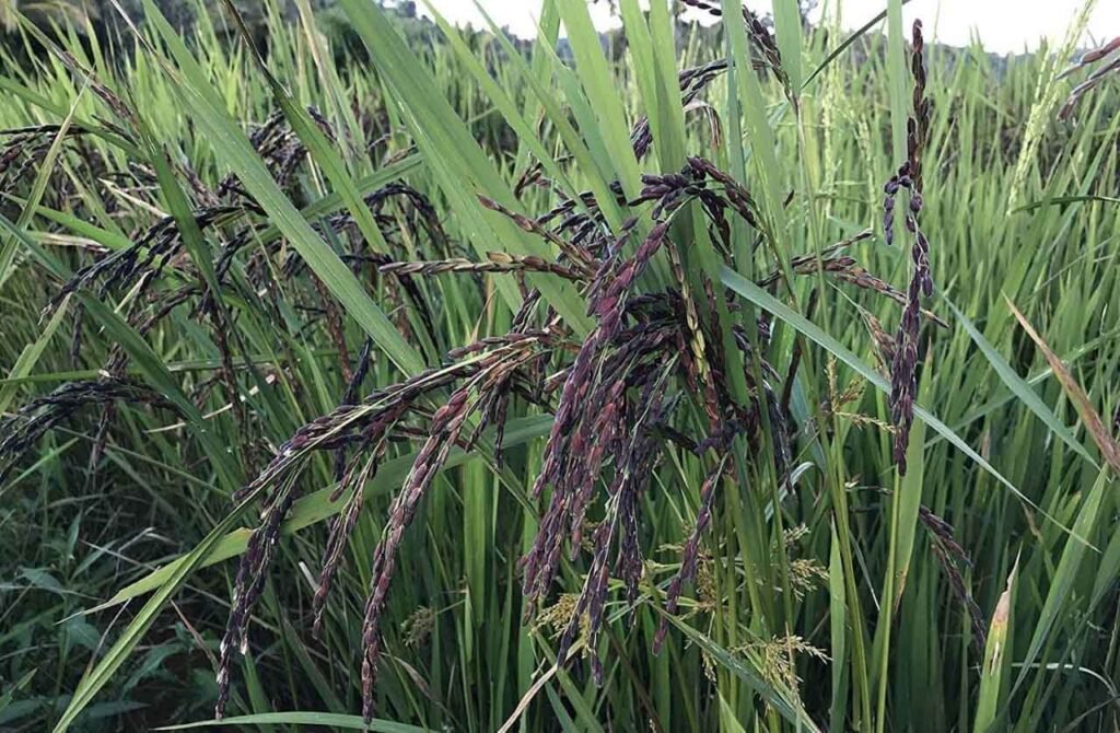 पूरा पूर्वांचल कालानमक के खुश्बू और स्वाद का मुरीद