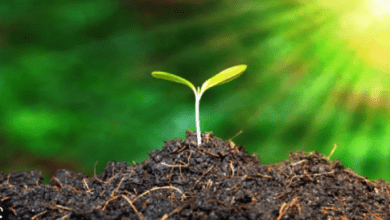 फार्मर्स फील्ड स्कूल में किसान सीख रहे प्राकृतिक खेती का हुनर