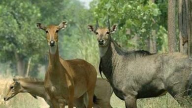 नीलगाय से रक्षा मंत्रालय भी परेशान,अब इस तकनीक से पकड़ने की तैयारी