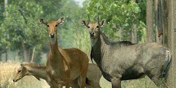 नीलगाय से रक्षा मंत्रालय भी परेशान,अब इस तकनीक से पकड़ने की तैयारी