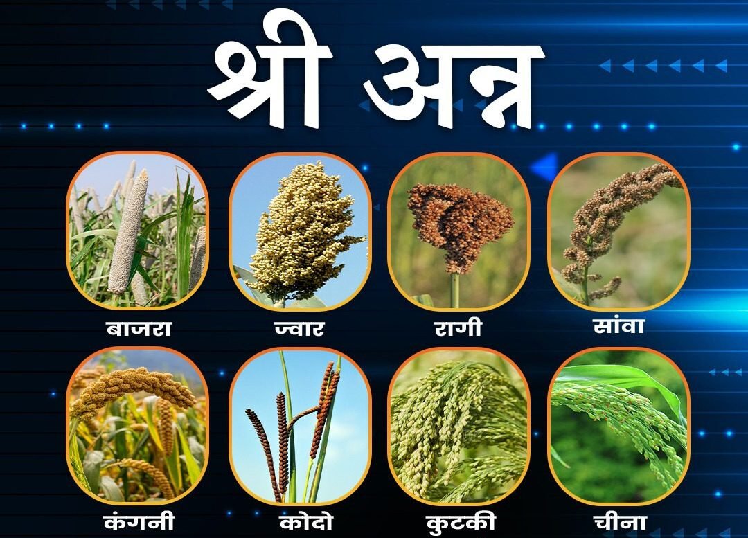 बजट और मिलेट्स:झूम उठा बाजरा- मडुए की मुस्कराहट बढ़ी-सावां कोदो भी चहक उठे