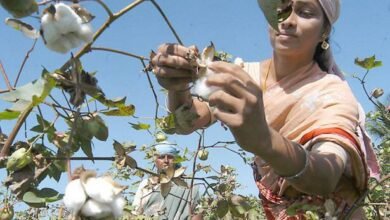 कपास की खेती