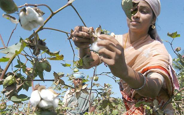 कपास की खेती