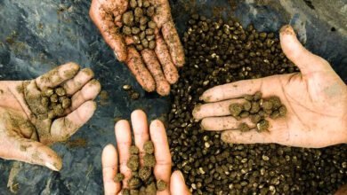 प्राकृतिक खेती