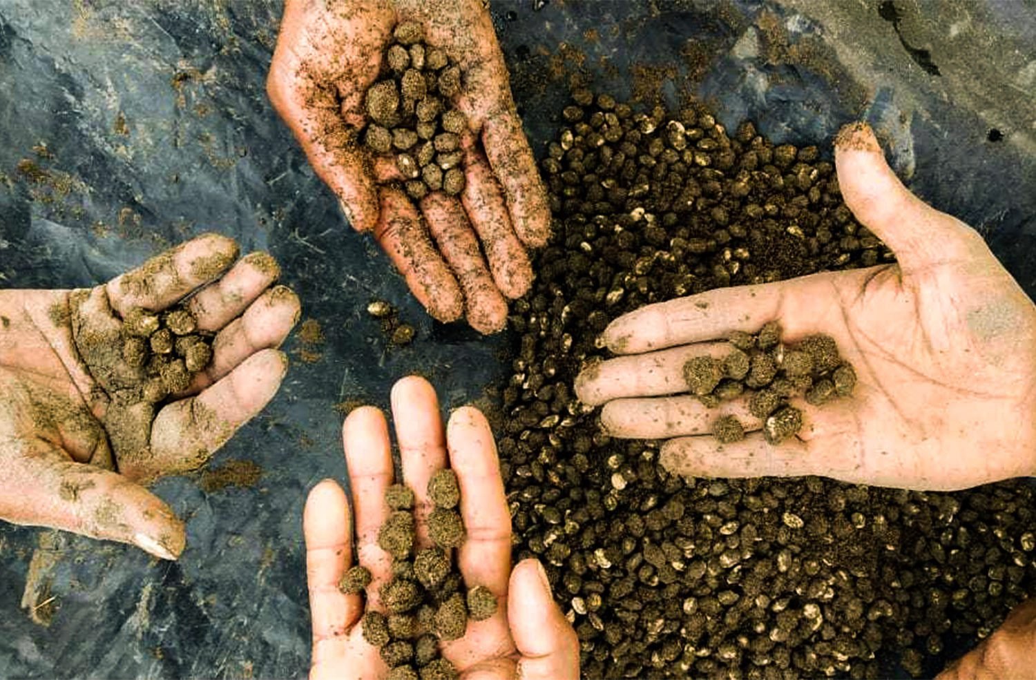 प्राकृतिक खेती