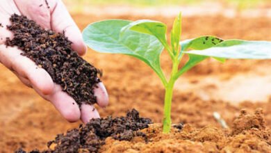 सात साल में जैविक खेती करने वाले किसानों की संख्या 10 गुना बढ़ी