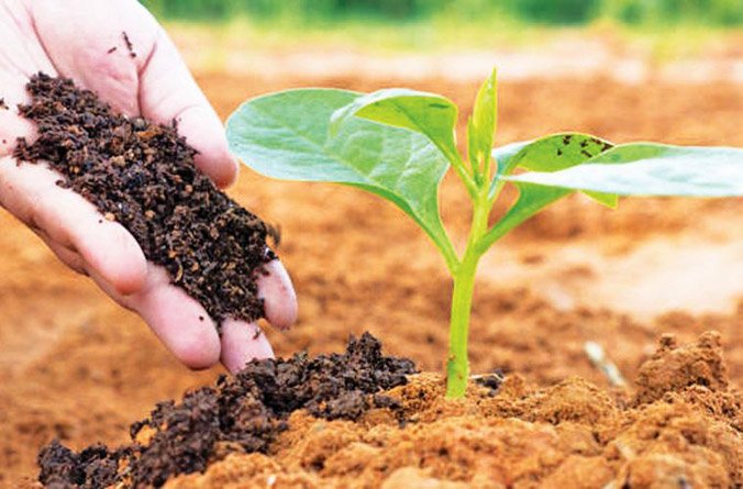 सात साल में जैविक खेती करने वाले किसानों की संख्या 10 गुना बढ़ी