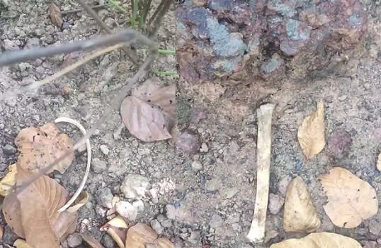 जंगल में मिला नरकंकाल, क्षेत्र में सनसनी