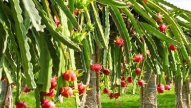 औद्यानिक फसलों के जरिए बदलेगी बुंदेलखंड के किसानों की जिंदगी