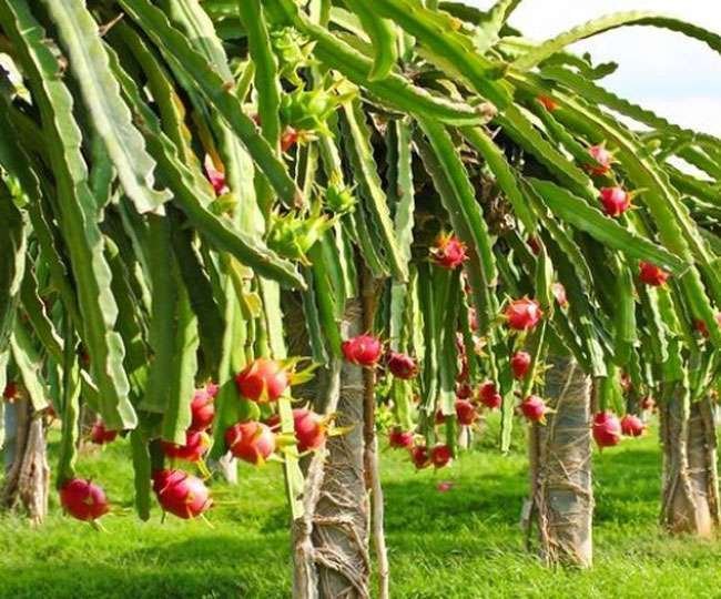 औद्यानिक फसलों के जरिए बदलेगी बुंदेलखंड के किसानों की जिंदगी