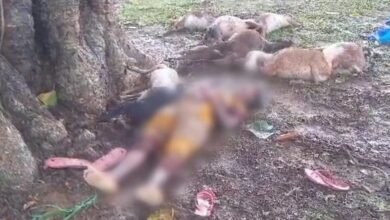 आकाशीय बिजली गिरने से महिला व 12 बकरियों की मौत, 3 झुलसे