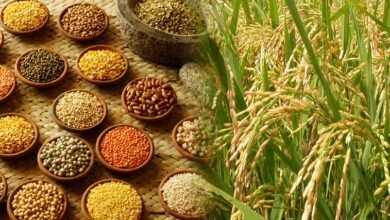 जन के साथ जमीन के लिए भी संजीवनी हैं दलहनी फसलें