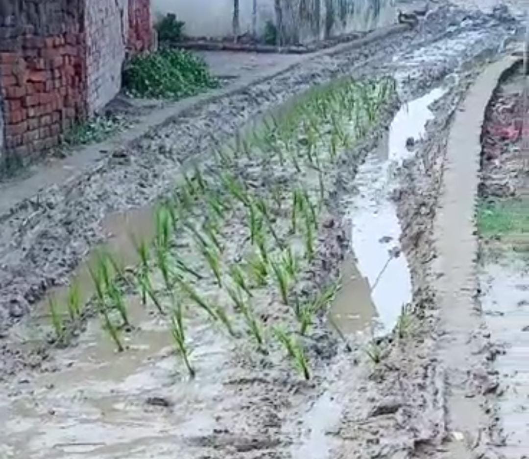 रास्ते पर धान की रोपाई कर ग्रामीणों ने जताया विरोध