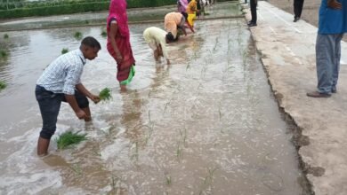 इस साल भी राजभवन में लहलहाएगा कालानमक