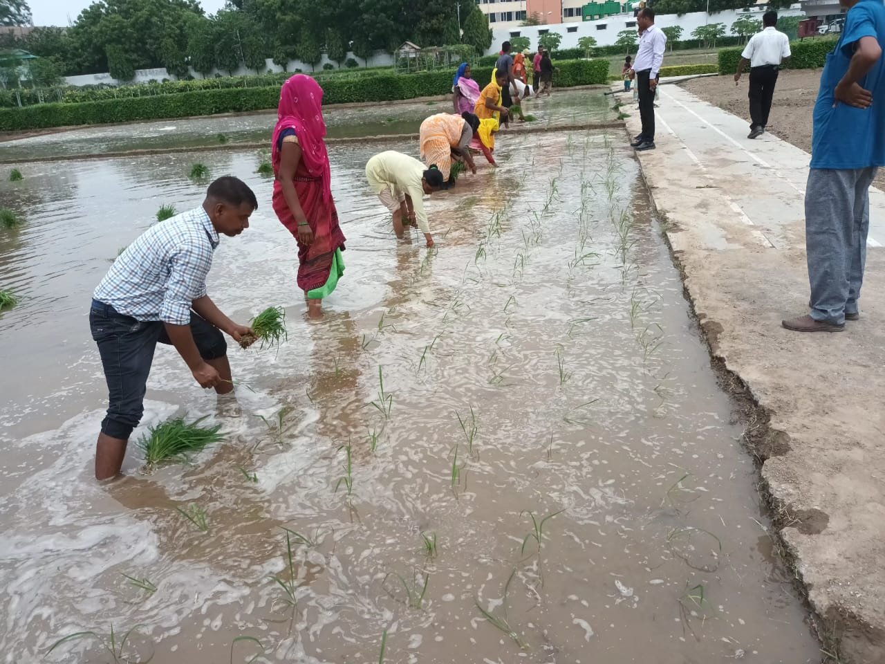 इस साल भी राजभवन में लहलहाएगा कालानमक