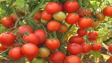 Tomato