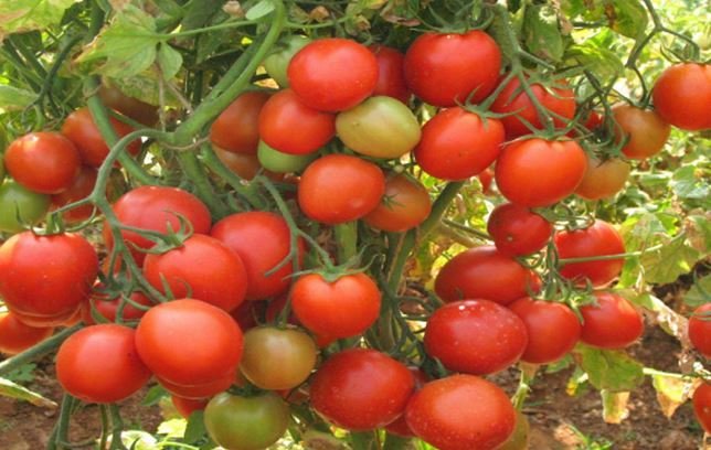 Tomato