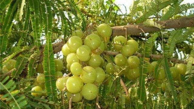 वातावरण को शुद्ध रखने वाले औषधीय और फलदार पौधों की संख्या होगी सबसे ज़्यादा