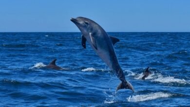 अब पर्यटक और वन्य जीव प्रेमी 'डॉल्फिन सफारी' का ले सकेंगे आनंद