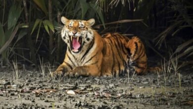 रॉयल बंगाल टाइगर के लिए सुंदरबन में बनेगा सुपर स्पेशियलिटी अस्पताल