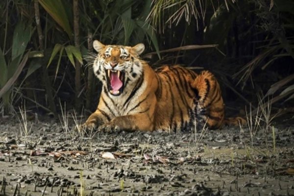 रॉयल बंगाल टाइगर के लिए सुंदरबन में बनेगा सुपर स्पेशियलिटी अस्पताल