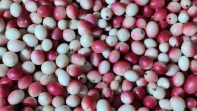 ​इंडियन क्रैनबेरी और हॉग प्लम विदेशों में मचाएगा धूम