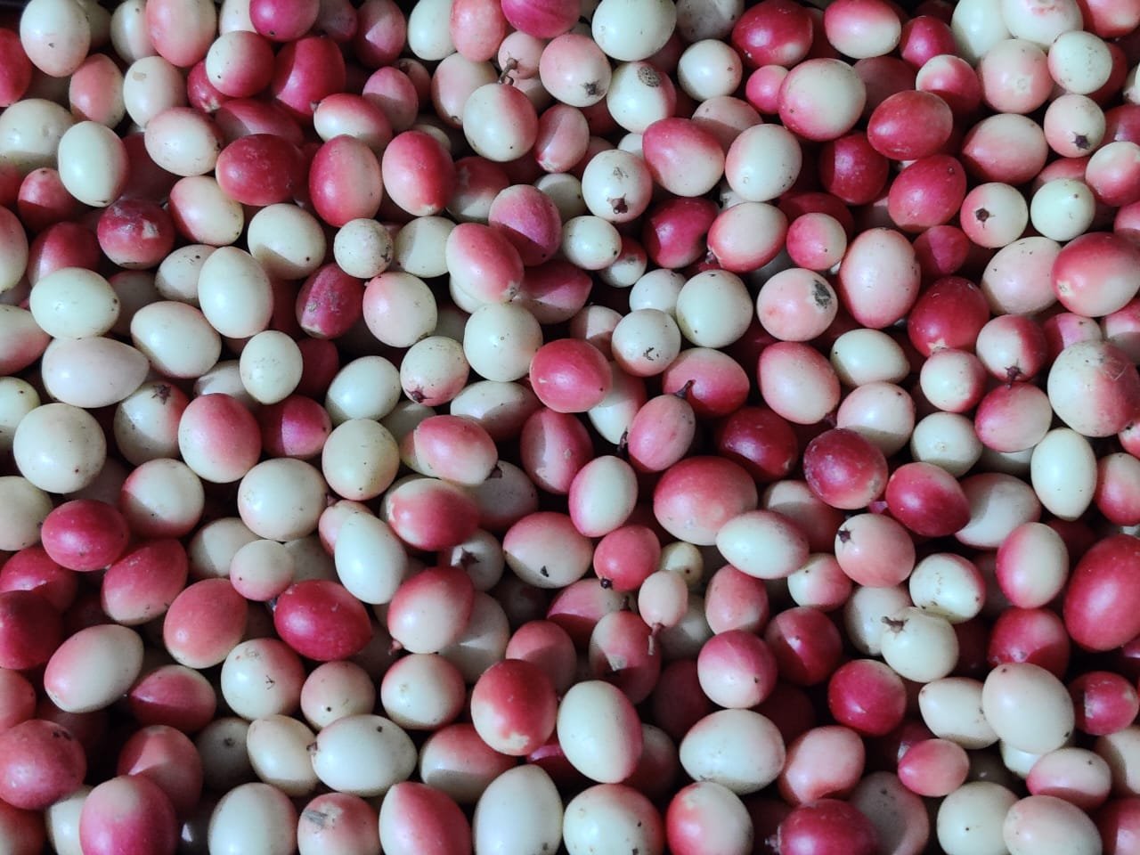 ​इंडियन क्रैनबेरी और हॉग प्लम विदेशों में मचाएगा धूम