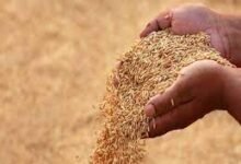 धान की खरीद शुरू, नये एमएसपी पर धान की हो रही खरीदारी