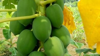 पूर्वांचल में हुई पपीते की खेती की पहल