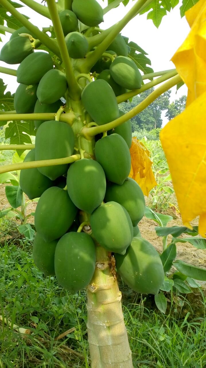 पूर्वांचल में हुई पपीते की खेती की पहल