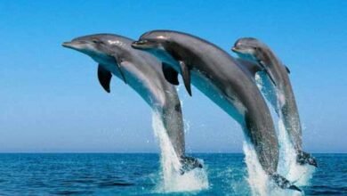 बचेंगी, बढ़ेंगी और गंगा में आपके साथ खेलेंगी डॉल्फिन