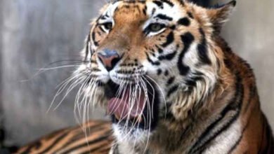 जम्बू जू में दहाड़ेगा रॉयल बंगाल टाइगर का जोड़ा