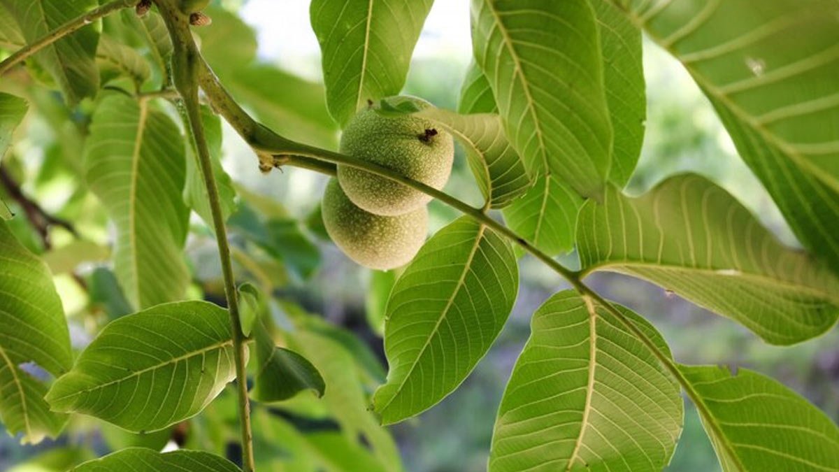 अमरूद की पत्तियों से बालों को मिलते हैं ये जबरदस्त फायदे