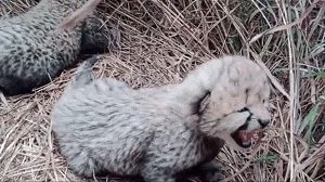 कूनो में मादा चीता ज्वाला ने 3 नन्हें चीता शावकों को दिया जन्म