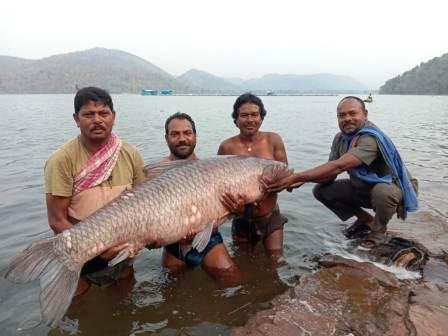जलाशय में मछुआरों को जाल में मिला 5 फीट 02 इंच की 80 किलों की मछली