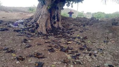 ललितपुर में भीषण गर्मी से सैंकड़ों चमगादड़ों की मौत