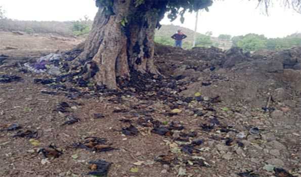 ललितपुर में भीषण गर्मी से सैंकड़ों चमगादड़ों की मौत