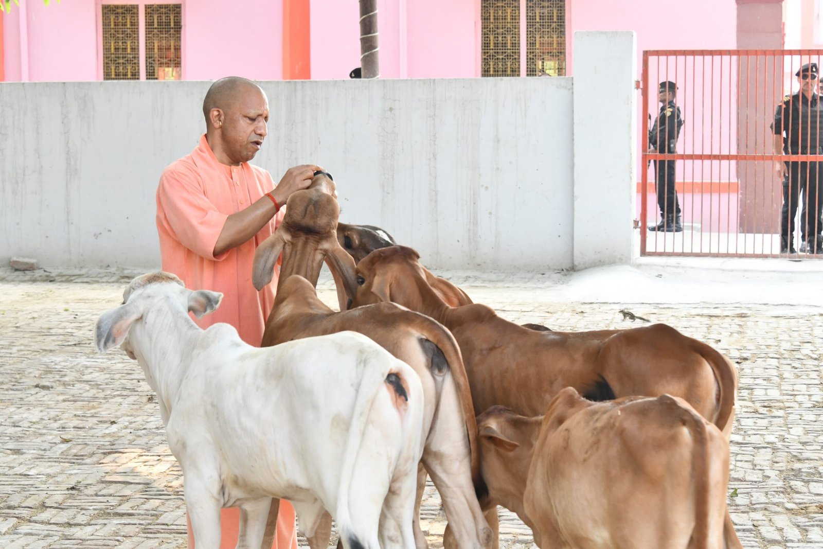 गोसेवा में भी रमे, गोवंश को खिलाया गुड़-रोटी