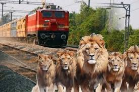 ट्रैक पर आराम फरमा रहे थे 10 शेर, लोको पायलट ने तुरंत रोकी मालगाड़ी