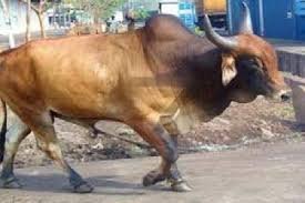 बदायूं में किसान को सांड ने पटककर मार डाला