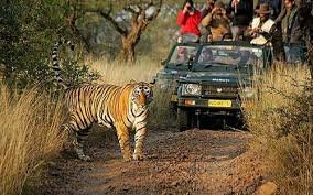 सैलानियों को भाया उत्तर प्रदेश ,2023-24 में टाइगर रिजर्व में बढ़ी पर्यटकों की संख्या