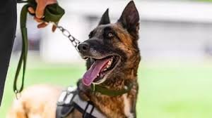 आठ किमी दौड़कर हत्यारे को दबोचा, महिला की बचाई जान