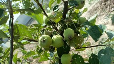 शिमला का सेब अब पूरब की तराई में!