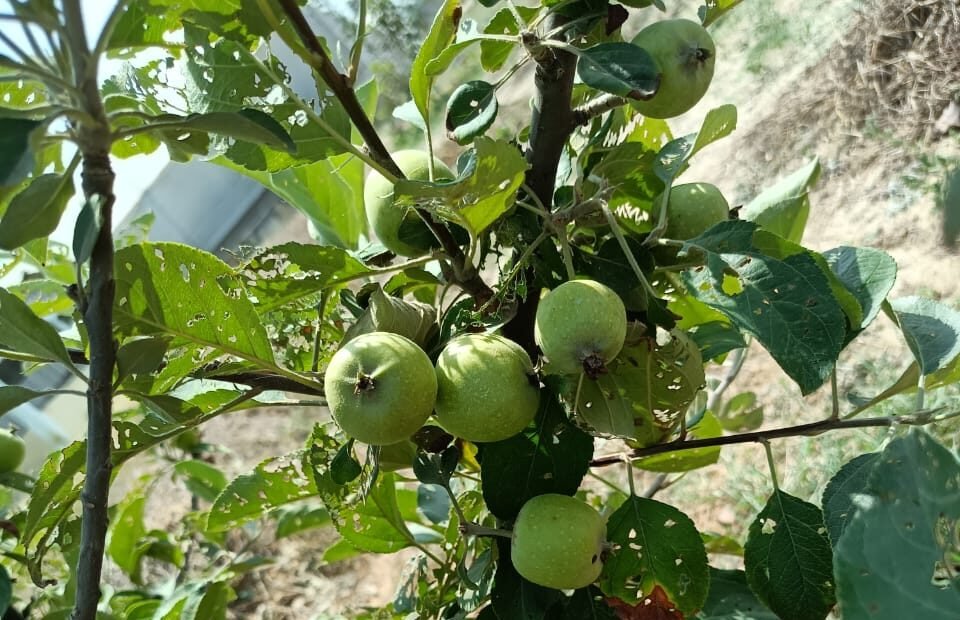 शिमला का सेब अब पूरब की तराई में!