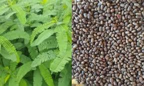 बीज पर योगी सरकार दे रही है 50 फीसद अनुदान