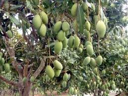 यूपी का आम और बनेगा खास .उपज तो बढ़ेगी ही, गुणवत्ता भी सुधेरगी .गुणवत्ता के नाते निर्यात की संभावनाएं भी बढ़ेंगी .योगी सरकार के फैसले से बागवानों को बड़ी राहत .