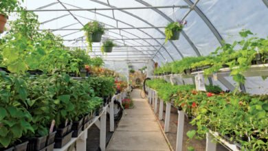 बागवानी से बाग बाग होंगे यूपी के बागवान